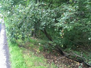 Fallen Apple Tree, Persistent