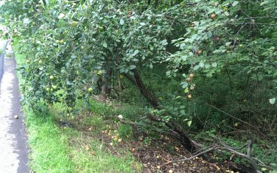 Persistence: An Apple Tree and the Journey to Success