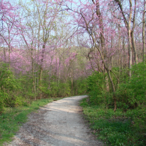 Dirt path with green grass on sides and light purple buds on trees. 